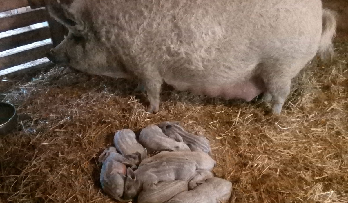 Mangalitza lihan tuotanto