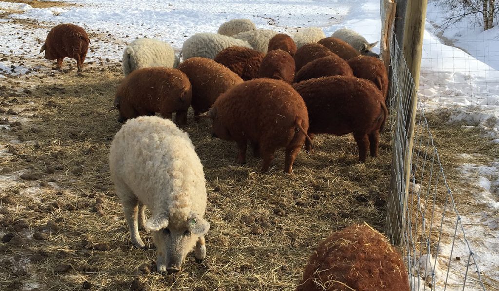 Mangalitza siat - Niemiahon tila
