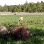 Kesäkuulumisia Niemiahon tilalta